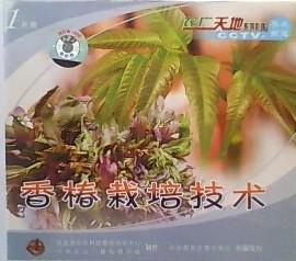 《温室香椿种植：揭秘高效生态农业的秘密武器》