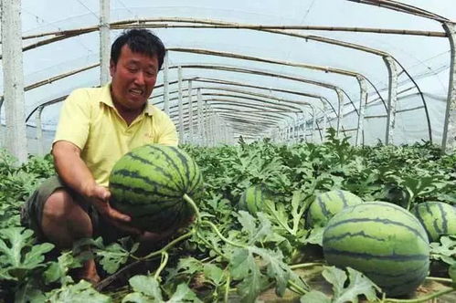 西瓜嫁接技术：解锁高效种植新秘密