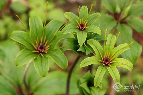 《揭秘重楼种植技术：如何培育高品质中药材？》
