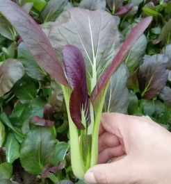 《鸡毛菜种植秘籍：揭秘高效益的种植技术》