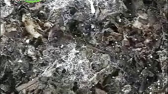 黑平菇种植新篇章：揭秘高效生态种植技术