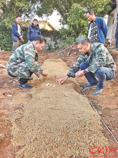 揭秘赤松茸的“黄金种植术”：如何实现高产高效？