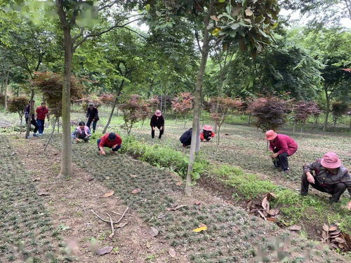 揭秘红榉树种植技术：如何培育出优质的“黄金树”