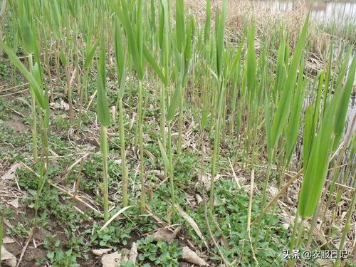 芦苇种植食用菌：绿色农业新篇章，如何实现生态与经济效益双赢？