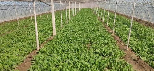 冬菠菜种植技术揭秘：如何实现高产高效？