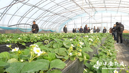 大棚草莓种植技术揭秘：如何实现高产、优质与高效？