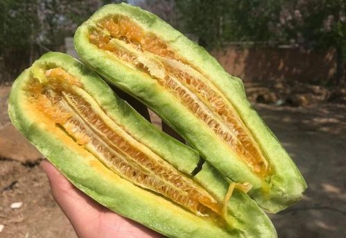 羊角脆瓜种植技术揭秘：如何让瓜果丰收又美味？