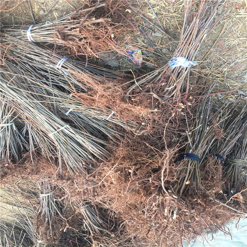 《巴中香椿种植：揭秘绿色黄金的高效种植技术》