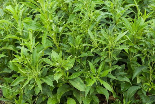 揭秘甘草种植奥秘：技术解析与亩收益展望