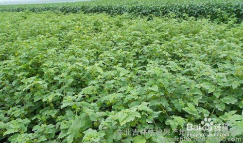 姑娘果种植技术揭秘：如何培育出美味多汁的“水果皇后”