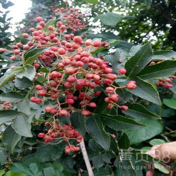 《大红袍花椒苗种植攻略：揭秘高效培育之道》