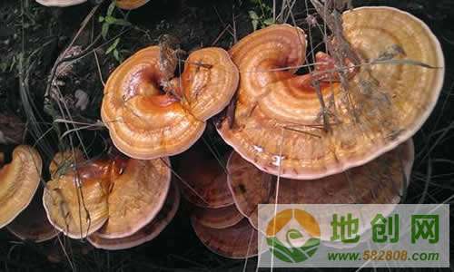 农广天地天麻种植技术揭秘：如何实现高效益？
