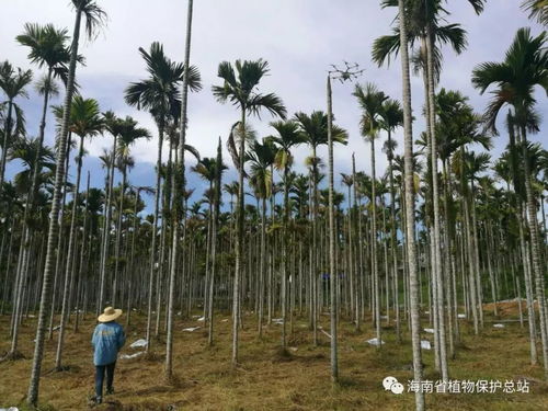 揭秘槟榔种植奥秘：技术革新引领产业升级