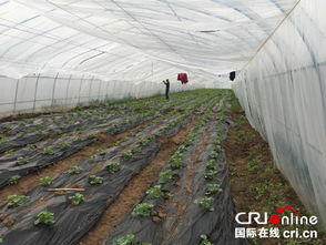 黑龙江省温室大棚香瓜种植技术解析：揭秘高效产量的秘密