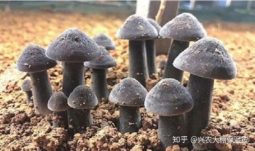 《揭秘鸡枞菌种植奥秘：如何打造高产高效菌菇园？》