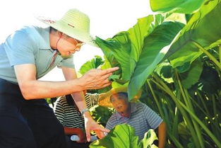 揭秘槟榔芋种植奥秘：掌握关键技术，迈向丰收之路