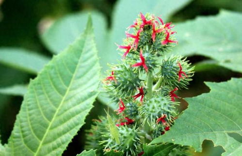 蓖麻种植技术升级，产量提升潜力无限——揭秘高效蓖麻种植之道