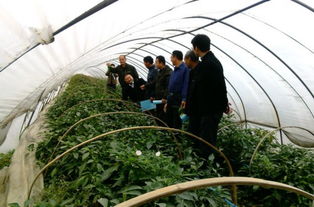 揭秘高效蔬菜种植——探索蔬菜种植技术培训班的价值与秘诀