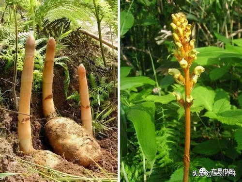 《室内天麻种植：揭秘高效种植技术，打造绿色健康食材》