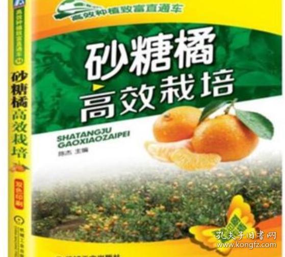 《蜜桔种植秘籍：揭秘高效种植技术，助力丰收季》
