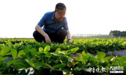 《花生种植技术全解析：如何提高产量与品质？》