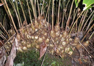 农广天地秋葵种植技术揭秘：如何提高产量与品质？