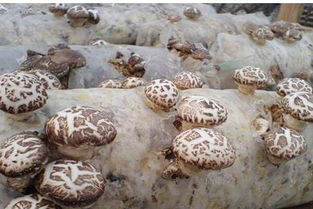 《香菇种植新篇章：揭秘前沿技术革新，开启高效益时代》