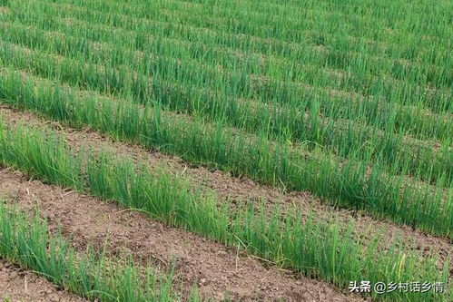 小葱种植，轻松掌握绿色健康生活新方式