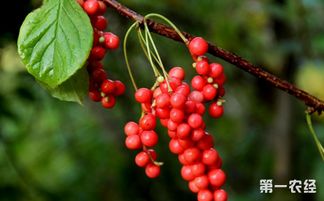 揭秘五味子种植奥秘：技术革新助农增收新路径