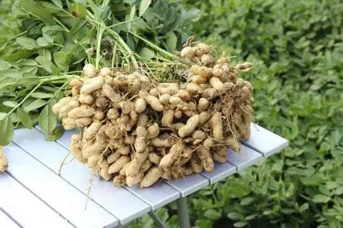 花生种植黄金季：把握最佳时间，解锁高产秘诀