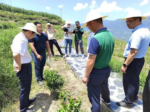 白茶新篇章：揭秘白茶种植技术与管理的秘密