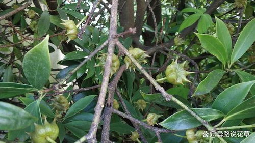 揭秘八角树种植奥秘：高效益的天然香辛料种植技术