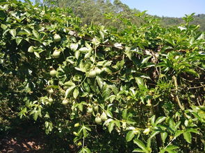 揭秘西番莲种植奥秘：如何打造高产高效果园？