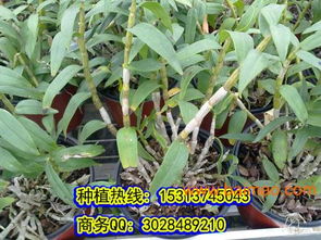 《石斛种植：揭秘高效益的绿色致富之路——石斛种植技术解析》