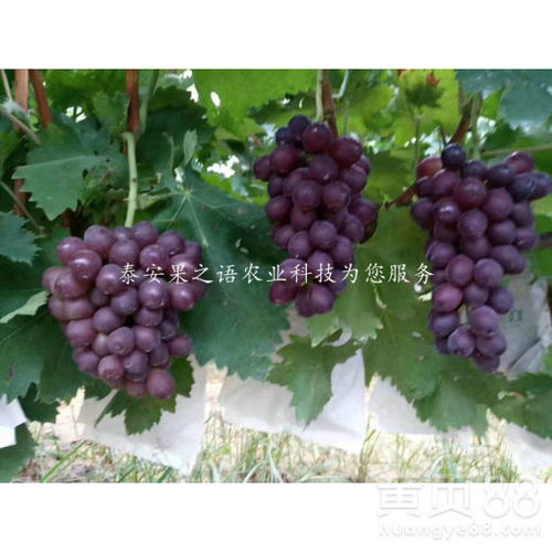 《葡萄种植：揭秘高效产量的秘密武器——科学种植技术指导》