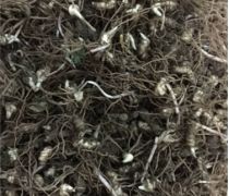 《多芽重楼种植技术大全：揭秘高效益中药材的奥秘》