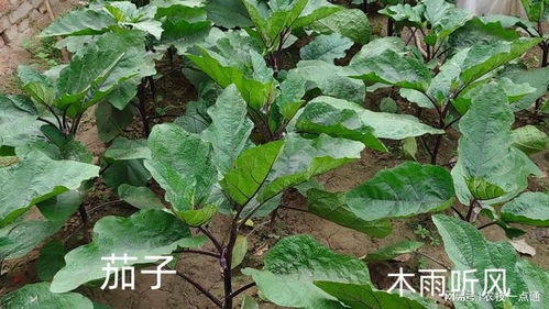 揭秘茄子种植奥秘：阜阳地区高效管理技术全解析