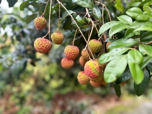 揭秘荔枝种植奥秘：如何打造高产优质果园？