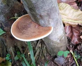 灵芝菌种种植：揭秘高效益的栽培奥秘