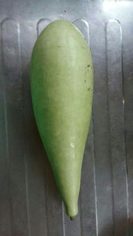 瓠子瓜种植技术揭秘：如何提升产量与品质？