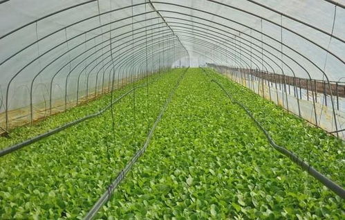 《大棚分葱种植技术揭秘：如何提高产量与品质？》