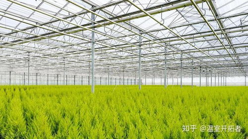 破解自然密码，揭秘反季蔬菜大棚种植技术新篇章