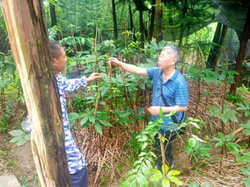 揭秘重楼种植奥秘：如何打造高产高效的重楼种植园？