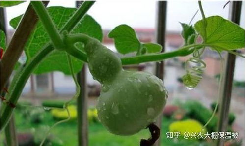 葫芦种植新篇章：揭秘高效管理技术，让葫芦丰收不再是梦！