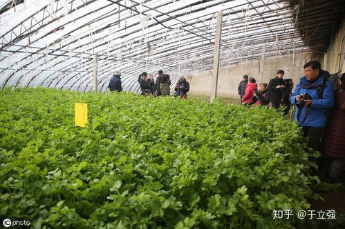 冬大棚四季豆种植技术：揭秘四季豆冬季丰收的秘密