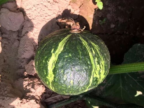 《甜栗南瓜的种植奥秘：如何打造丰收的黄金果实？》