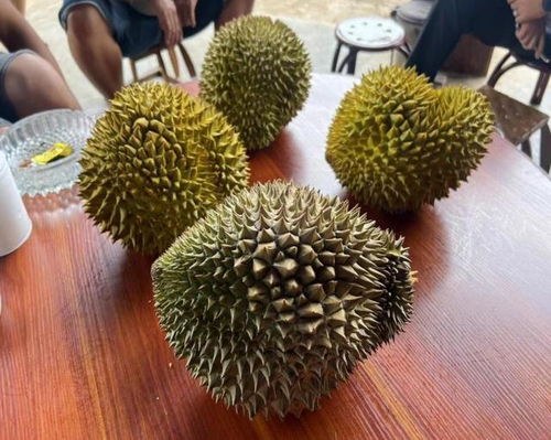 《榴莲新纪元：揭秘榴莲品种与种植技术革新》