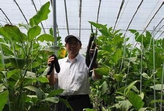 揭秘茄子种植秘诀：高效益与优质产量的完美结合
