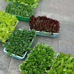 《芽苗菜新宠——青菜种植攻略：如何培育出鲜嫩多汁的芽苗菜？》