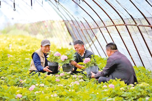 《党参种植：揭秘高效种植技术，揭秘亩收益潜力之谜》
